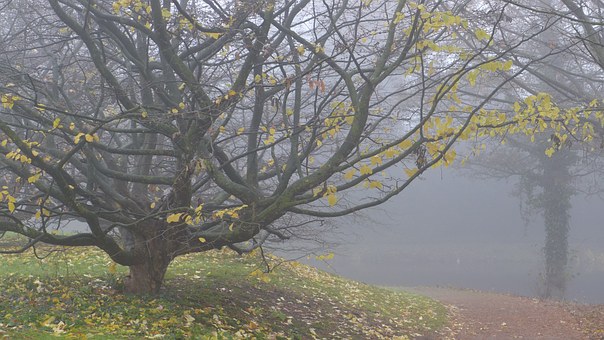 Baum im Nebel