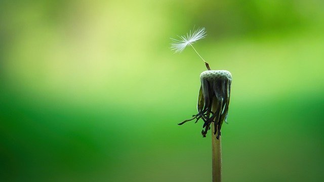 dandelion g59c63f915 640